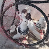 کبوتر طوقی در کوار
