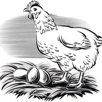 استخدام کارگر فنی در مرغداری