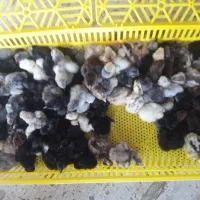 جوجه مرغ و خروس ریشی پاپر