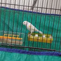 قناری ماده