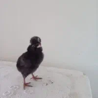 جوجه  مرغ گلپایگان  کاکلی