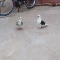 کبوتر باختی