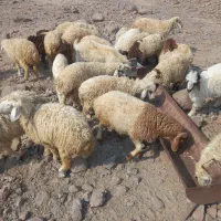 بره نره چاق پرواری