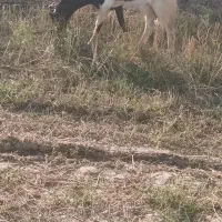 نر بز اصل پاکستان