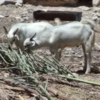 ۶کهرنر چاق چاق جو خور آدرس کاکی خریداری زنگ