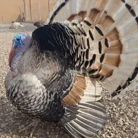 جوجه بوقلمون نر از مولد بالا نژاد رویال