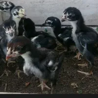 انواع جوجه لاری وانواع تزینی