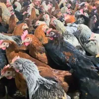 جوجه مرغ خروس کشتار رسید  شیراز با ارسال رایگان