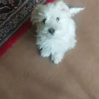 سگ کوچک|سگ|بجنورد, |دیوار