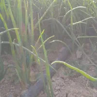 نشا نهال پیاز