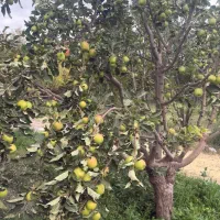 سیب درختی فرانسوی