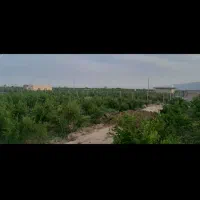 ۵۰۰ متر باغ انار قسطی ۶ ماهه