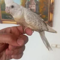عروس هلندی