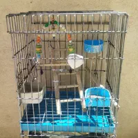 قفس عروس هلندی