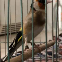 سهره|پرنده|ملارد, |دیوار