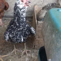 مرغ و خروس گلین درجه یک