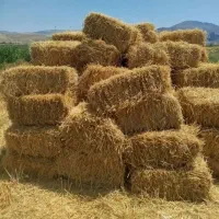 پرس گندم