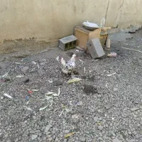 مرغ تخمگذار
