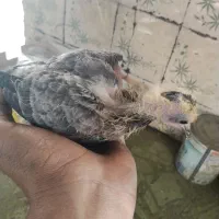 جوجه کفتر