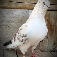 یکجفت کفتر پرشی خال قدیم
