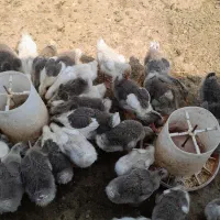 جوجه غاز پنجاه روز