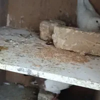 کفتر دونه ای 300هزارتومن