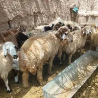 قوچ ترک همه چی تموم فروشی