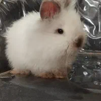 خرگوش