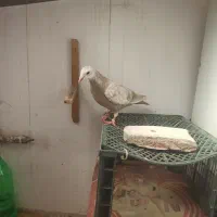 کفتر