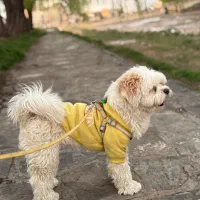 شیتزو مالتیز