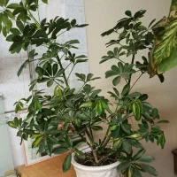 گل شفلرا ابلق و سانسوریا سالم و سرحال