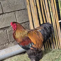 فروش