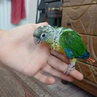 جوجه طوطی گرینچیک ۲۵ روزه