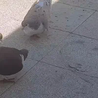 کبوترساده