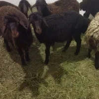 گوسفند