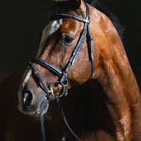 آموزش تخصصی سوارکاری