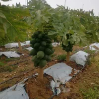 درخت میوه ایی و زینتی