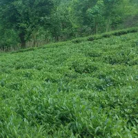 چای دستی بهاره1405سرگل لاهیجان