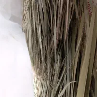 جارو پیش نخل