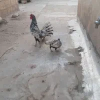 دو عدد مرغ یک خروس مینیاتوری یا سبرایت جوان