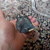 جوجه مینا