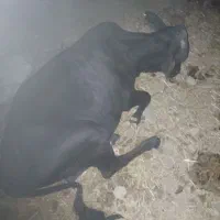 گوساله جوانه یکساله