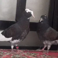 کبوتر دم سفید
