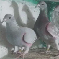 جفت اوغون فروشی