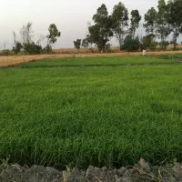 بذر شالی دمسیاه درجه یک