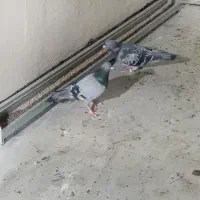 یک جفت پلاکی درجه یک