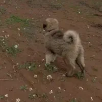 فروش سگ نگهبان قفقازی توله قفقاز چهار ماهه اصل