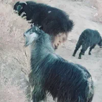 تعدادی بز و گوسفند