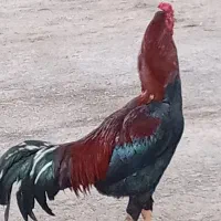 تخم مرغ نطفه دار لاری