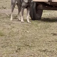 سرابی ۱۶ ماهه